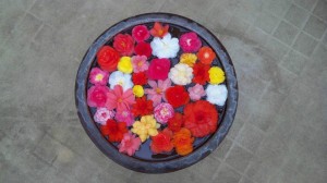 神代植物公園「大温室」に飾られていた水鉢