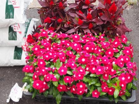 モヤイ像の夏花壇づくりに参加しました 渋谷flowerプロジェクト みど リンク アクション 東急株式会社